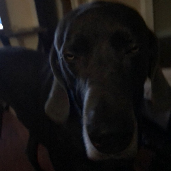 Meet your Posher, Cynthia - Picture 1 of 1